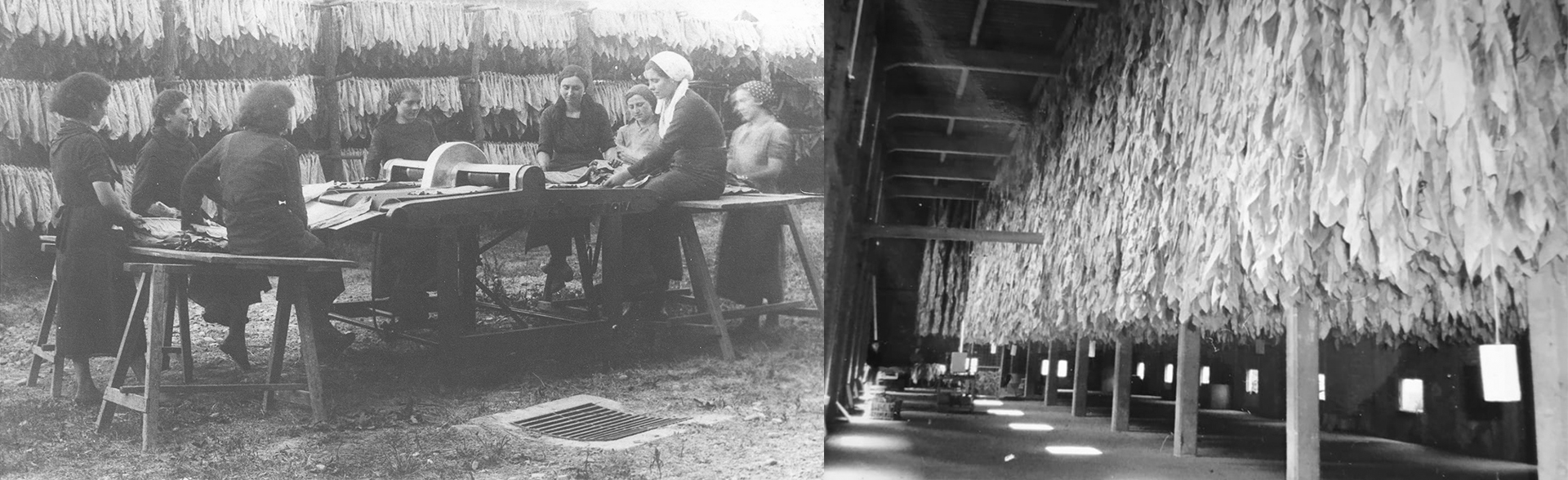 Foto del tabacchificio 1930